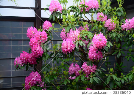Rhododendron 38286040