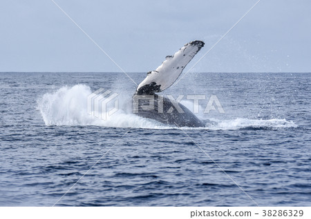 Whale watching 38286329