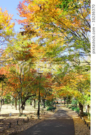 Autumn leaves of Kinutakoen 38286370