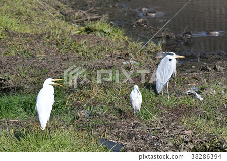 Herons/Group 38286394