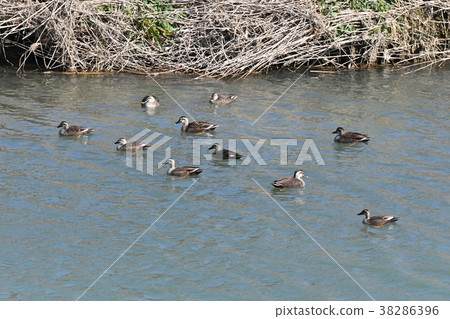 Herons/Group Herons/Group 38286396