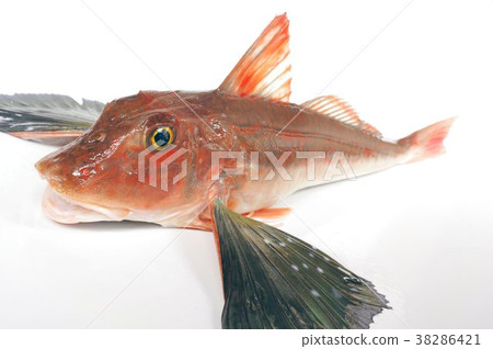 A High Quality White Fish That Walks On The Stock Photo 38286421 Pixta