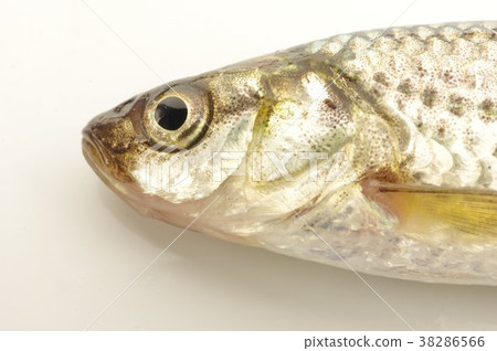 在芋頭運河的河魚頭 在芋頭運河的河魚頭 38286566