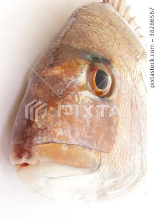 紅海鯛（頭鯛）頭部擴大蔬菜魚不可缺少的慶祝活動代表日本的魚類捕魚也很受歡迎 38286567