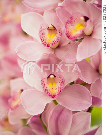 Cymbidium 38287022