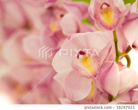 Cymbidium 38287023