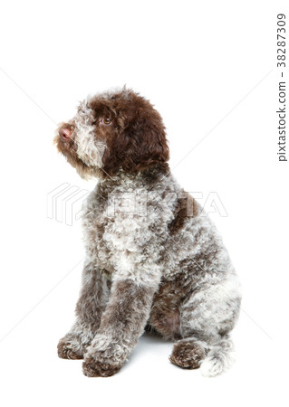 beautiful brown fluffy puppy beautiful brown fluffy puppy 38287309