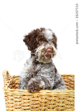 beautiful brown fluffy puppy beautiful brown fluffy puppy 38287310