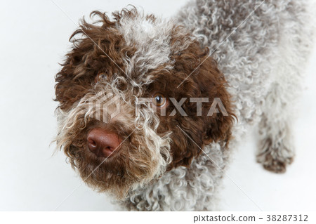 beautiful brown fluffy puppy beautiful brown fluffy puppy 38287312