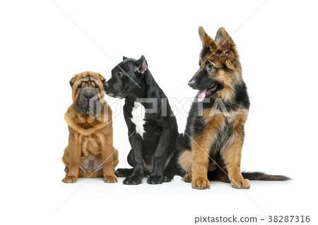 beautiful three puppy dogs beautiful three puppy dogs 38287316
