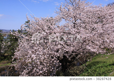 Sakura (Hirosaki Park) 38287428