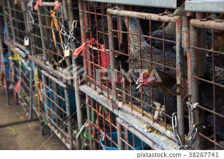 Khlong Toei market 38287741