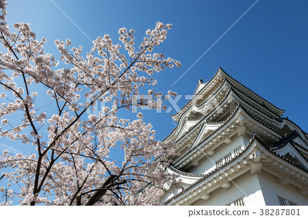 福山城(四月櫻花清晰) 福山城(四月櫻花清晰) 38287801
