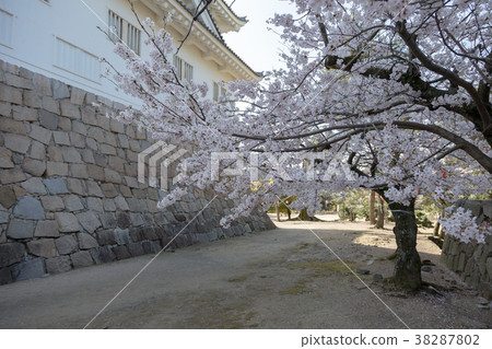 福山城(四月櫻花清晰) 福山城(四月櫻花清晰) 38287802