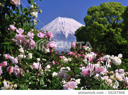 玫瑰和富士山2125 38287906