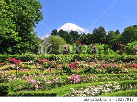 羅斯和富士山2137 38287912