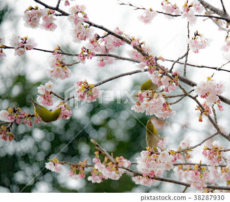 Bird sucking honey 38287930