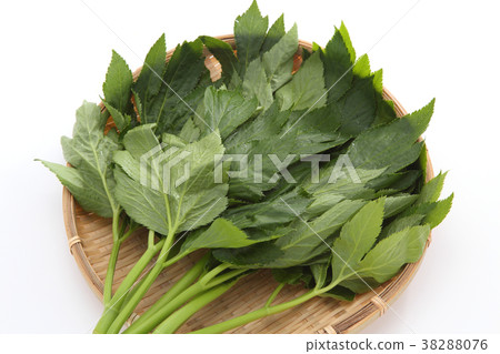 Tomorrow leaves 38288076