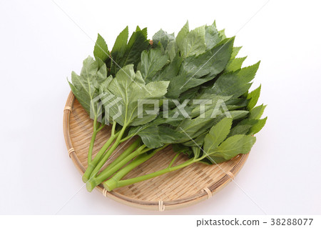 Tomorrow leaves Tomorrow leaves 38288077