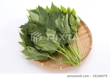 Tomorrow leaves 38288079