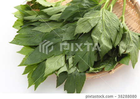 Tomorrow leaves 38288080