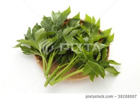 Tomorrow leaves 38288087