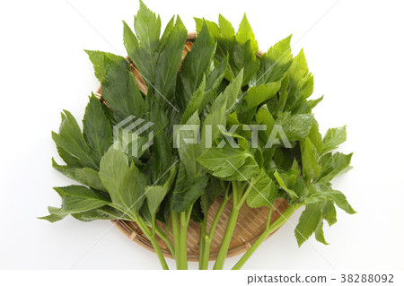 Tomorrow leaves Tomorrow leaves 38288092