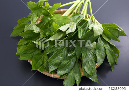 Tomorrow leaves 38288093