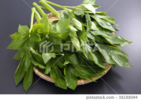 Tomorrow leaves 38288094