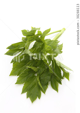 Tomorrow leaves 38288113