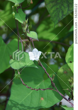 Bean morning glory flower language is "happy if you find" 38288122