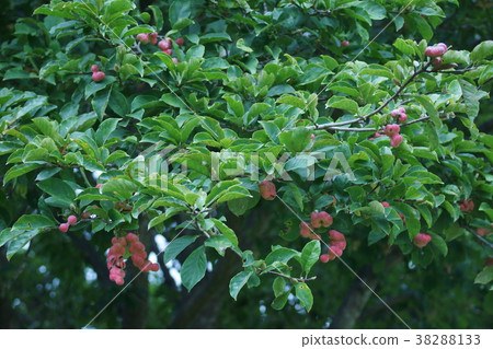 Shinji Kopsi's fruit This form is the origin of the name. Shinji Kopsi's fruit This form is the origin of the name. 38288133