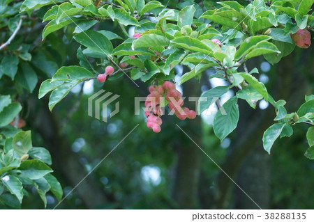 Shinji Kopsi's fruit This form is the origin of the name. 38288135