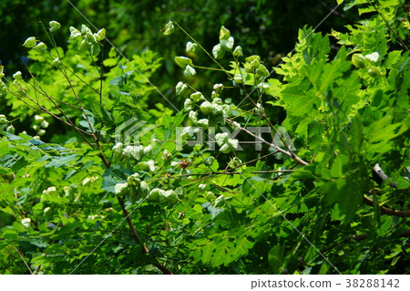 Kigyoko Mokugenji Flower語言“明亮” Kigyoko Mokugenji Flower語言“明亮” 38288142