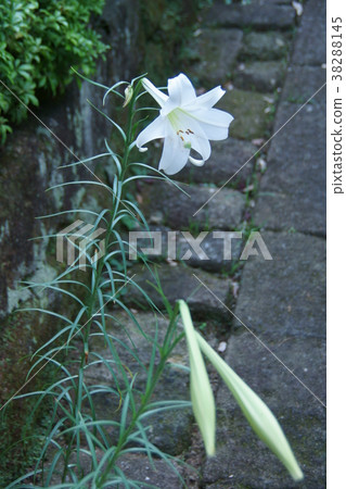 新槍Yuri Shinpeppo百合花語言是“純粹” 38288145