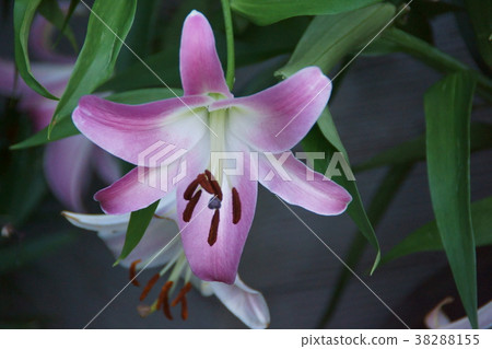 Touri百合派對鑽石花語“神秘之美” 38288155