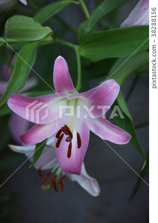 Touri百合派對鑽石花語“神秘之美” 38288156