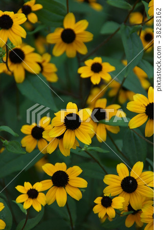 Rudubekiatauka flower language "correct choice" Rudubekiatauka flower language "correct choice" 38288162