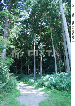 三島市的森林公路 三島市的森林公路 38288168