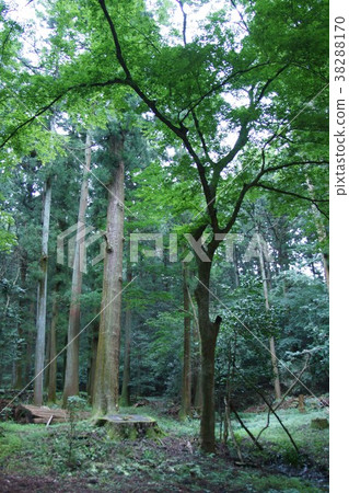 Miyazawa's clan's casket Miyazawa's clan's casket 38288170