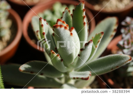 Kalanchoe / lunar ears Kalanchoe / lunar ears 38288394