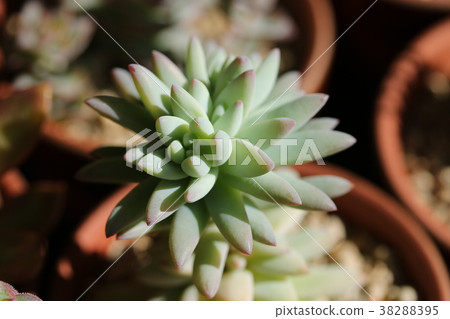 Sedereria /竹草 Sedereria /竹草 38288395