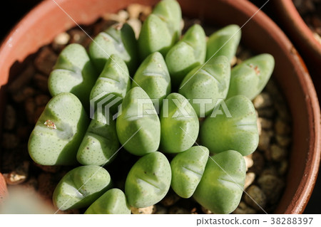 Opera Rose / Conophysum Opera Rose / Conophysum 38288397