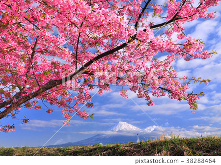 Cherry blossom and fuji mountain-222769 Cherry blossom and fuji mountain-222769 38288464