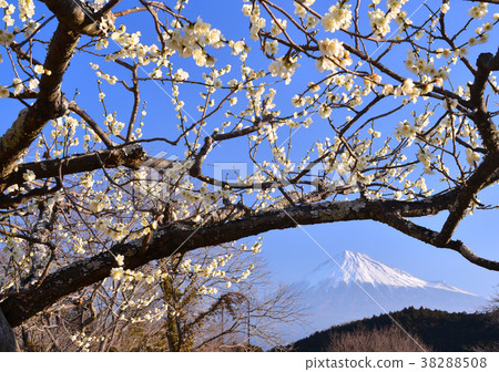 梅花和富士山-223172 38288508