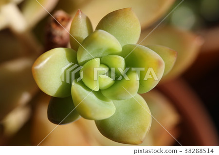 Karyi / Sedum Karyi / Sedum 38288514