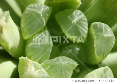 Haorthia / Obtoosa Haorthia / Obtoosa 38288518