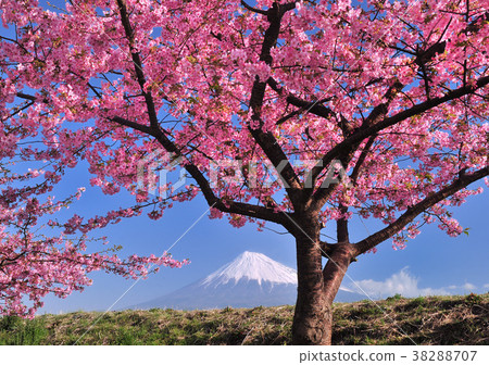 Cherry blossoms and Mt. Fuji-222122 Cherry blossoms and Mt. Fuji-222122 38288707