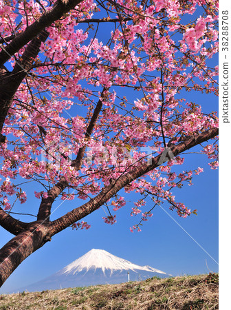 Cherry blossoms and Mt. Fuji of Juni Riverbank-222128 Cherry blossoms and Mt. Fuji of Juni Riverbank-222128 38288708