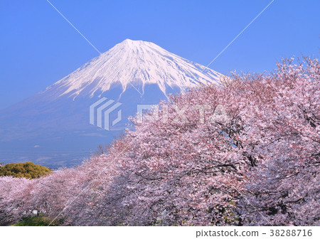 Cherry blossoms and Mt. Fuji-222527 Cherry blossoms and Mt. Fuji-222527 38288716